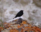 blackbird%20at%20river%202%2025.jpg