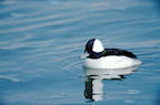 bufflehead%202%2025.jpg