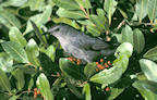 catbird%202%2025.jpg