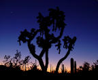 cholla%20dusk%202%2025.jpg