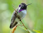 costas%20hummingbird%202%2025.jpg