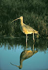 curlew%202%2025.jpg