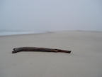 driftwood%202%2025.jpg