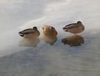 ducks%20on%20misty%20yellowstone%202%2025.jpg