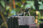 fence%20lizard%202%2025.jpg