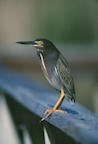 green%20heron%20on%20rail%202%2025.jpg