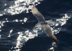 gull%20over%20sparkling%20sea%202%2025.jpg