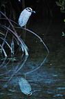 heron%20%26%20reflection%202%2025.jpg