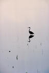 heron%20silhouette%202%2025.jpg