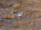 killdeer%20at%20mammoth%202%2025.jpg