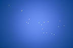pelican%20constellation%202%2025.jpg