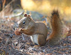 red%20squirrel%202%2025.jpg