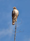redtail%20at%20top%20of%20tree%202%2025.jpg