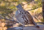 ruffed%20grouse%202%2025.jpg