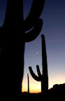 saguaro%20moon%20at%20dawn%202%2025.jpg