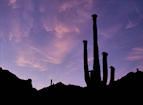 saguaro%20sunrise%202%2025.jpg