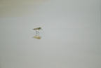 sandpiper%202%2025.jpg