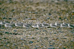 sandpipers%202%2025.jpg