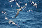 shearwater%202%2025.jpg