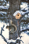 squirrel%20and%20birdhouse%202%2025.jpg