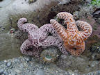 starfish%2020%20rev%202%2025.jpg