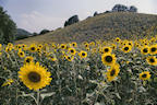 sunflowers%20italy%202%2025.jpg