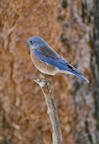 western%20bluebird%202%2025.jpg