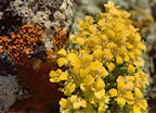 wildflowers%20and%20lichens%202%2025.jpg