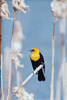 yellow-headed%20blackbird%202%2025.jpg